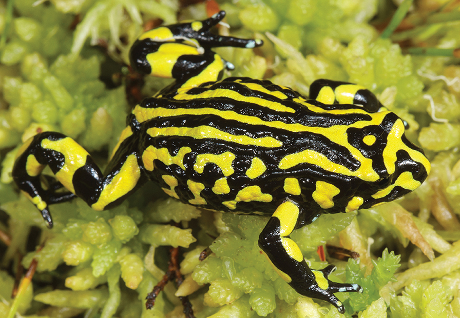 Discovering Australia’s Frogs: Take the leap with Mark Sanders – CSIRO ...