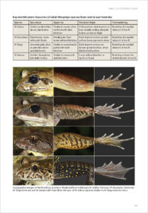 A page from Photographic Field Guide to Australian Frogs showing a series of close-up photos of the head, thigh and foot of four similar frog species, alongside a table explaining the differences to look for in each feature.