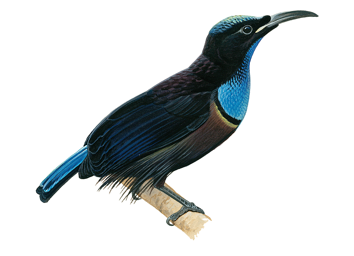 Side profile painting of a bird perched on a branch. The bird is mostly covered in black feathers, with a large patch of bright blue feathers on its breast and neck, top of its head, and through its tail. Its beak is long and thin with a slight downwards curve.