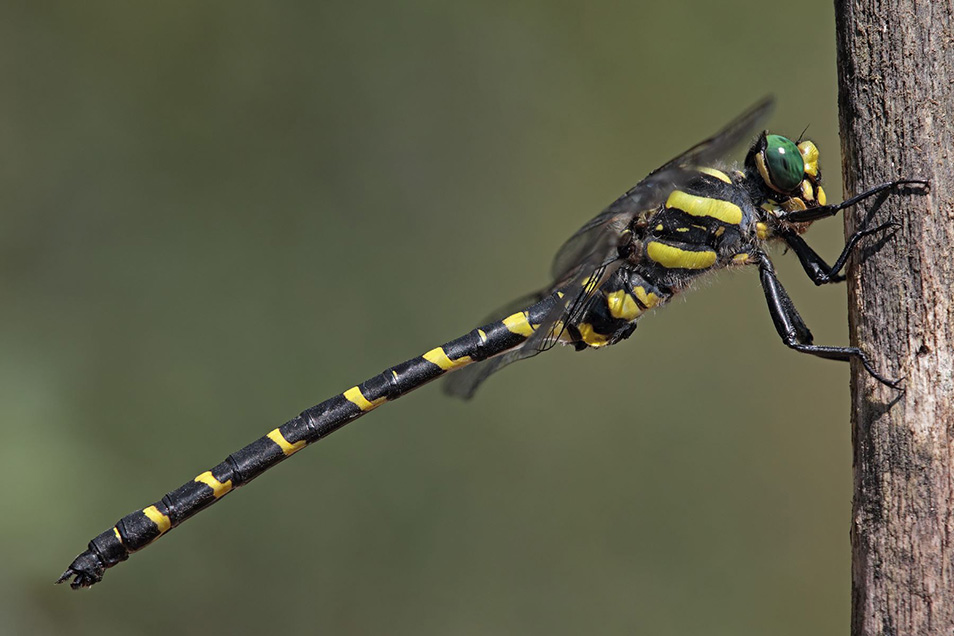 A striking dragonfly resting on an upright section of wood. The dragonfly is black, with bright yellow banding all the way down its body, and has beautiful greenish-teal eyes.