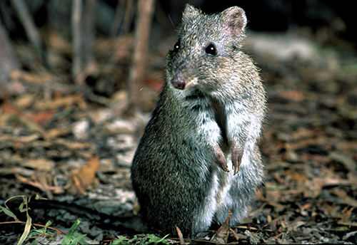 A Gilbert's Potoroo standing on hind legs, surrounded by leaf litter