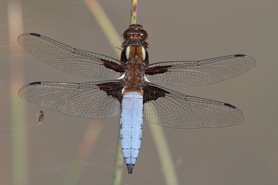 An unusually broad-bodied dragonfly perched on a plant stem. It has dark brown eyes, and large patches of brown on each wing spreading out from the joint. Its thorax is brown and cream, and the wide, flat abdomen is primrose blue with yellow spots along the sides.