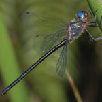 Side-view of a dragonfly perching on a large leaf blade. It's eyes are sky blue fading into a milky white colour at the bottom of the eye. The thorax is light blue, and the blue-black tail is long, thin and smooth.