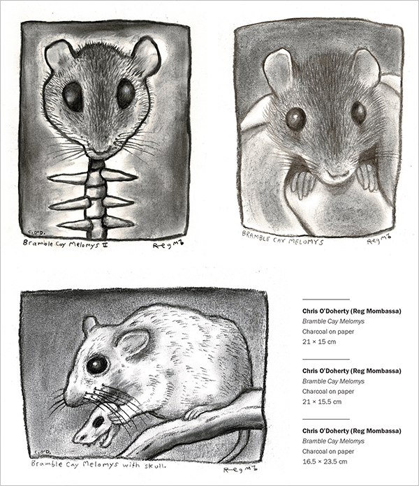 Three charcoal drawings depicting a live Bramble Cay Melomys, an intact head upon a skeletal spine, and a Bramble Cay Melomys holding a skull of its kin.