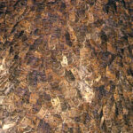 Hundreds of brown-coloured bogong moths huddled together.
