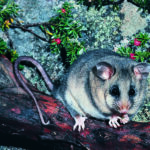 A mountain-pygmy possum perched on a tree branch, surrounded by rocks and green foliage.