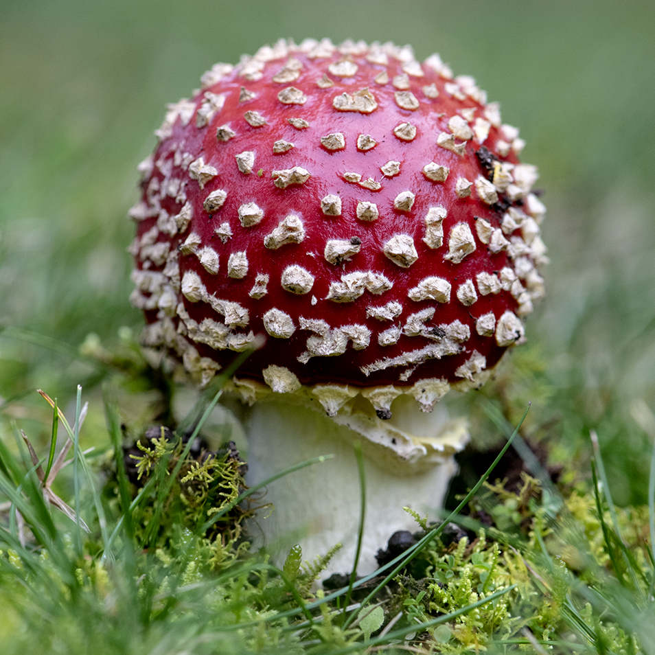 A round, bright red mushroom covered in white warts emerging from the soil amidst grass.