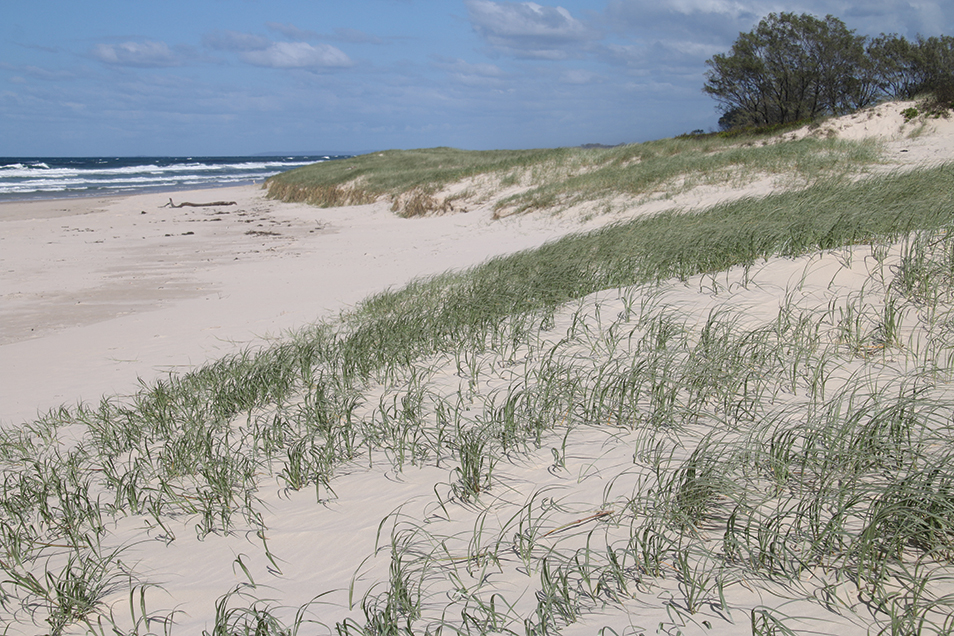 A sandy beach with the face of the first sand dune vegetated with long grasses.