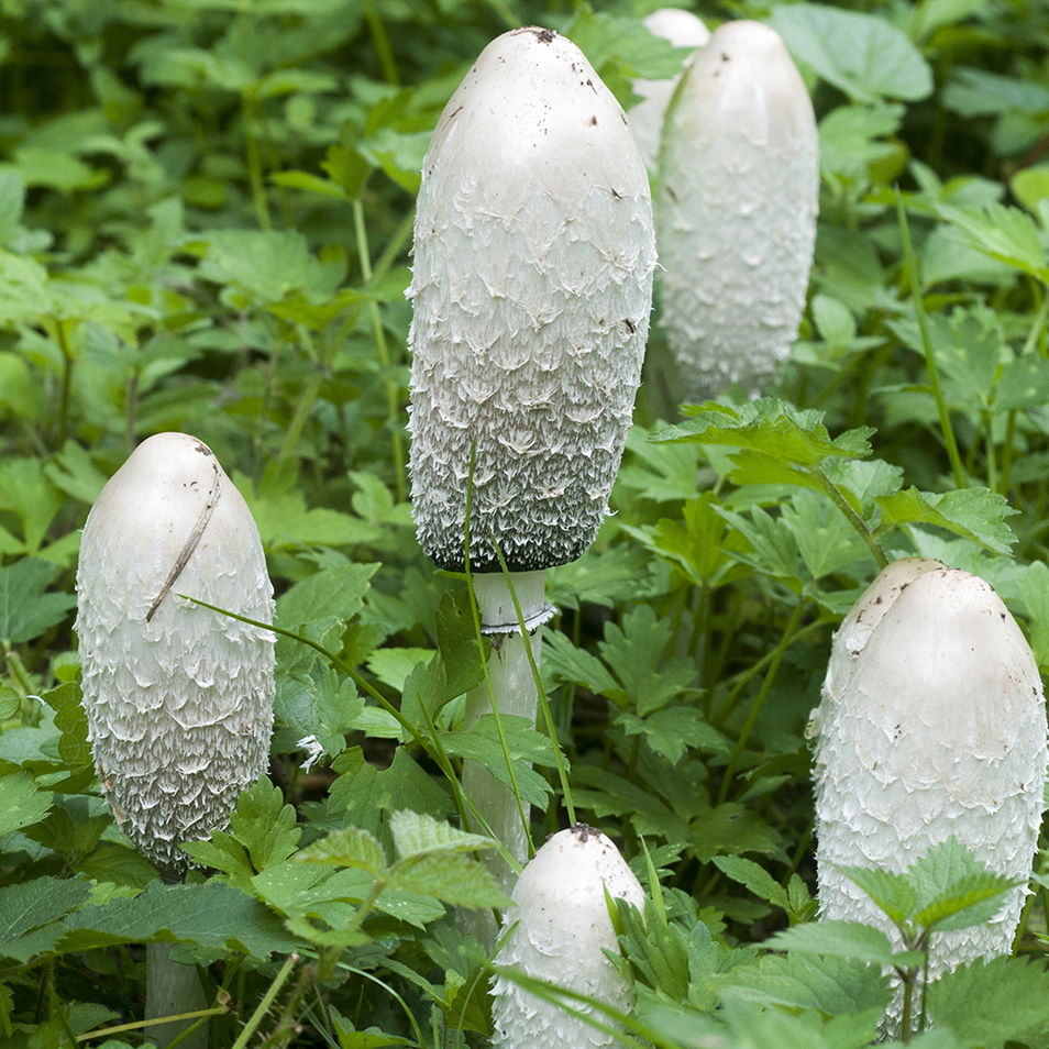 Five white mushrooms growing among lush green foliage. The mushrooms are tall and thin, with a long cap that is rounded conical in shape and has a tufted texture.