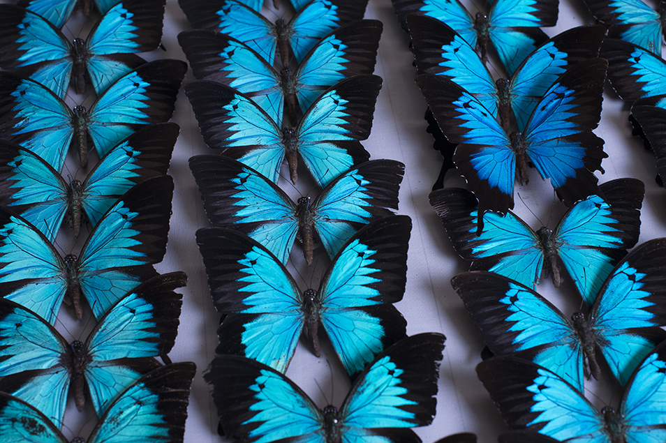 Brilliant blue Ulysses butterfly specimens pinned in neat rows.