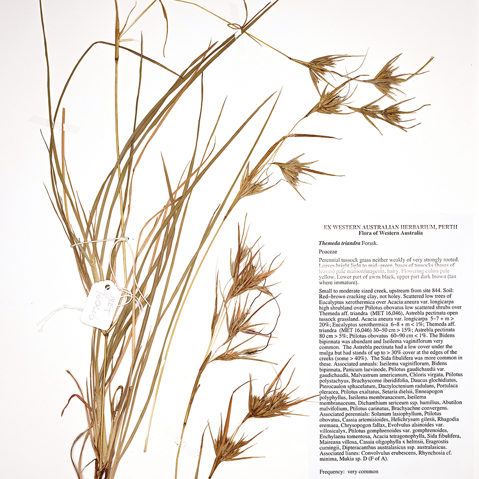 Specimen photograph of a clump of brown, dried native grass with multiple seedheads laying upon a white surface. On the right is a piece of paper containing the typed specimen details.