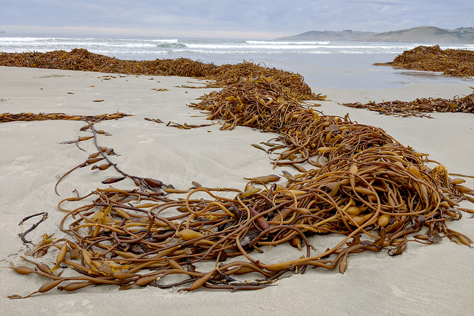 Long, thick drifts of brown kelp washed up on a beach.