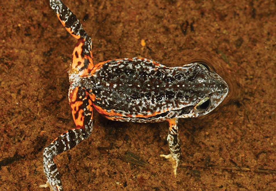 A frog with a mottled grey to black upper side and orange sides floating in a shallow pool of water.