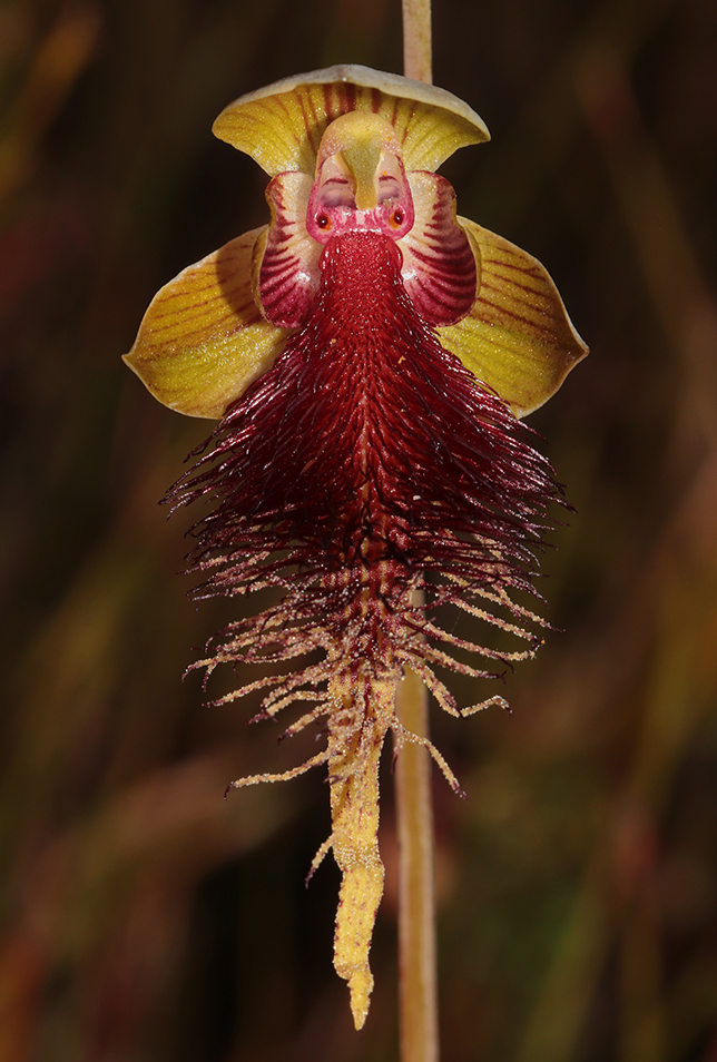 Wild About Native Orchids: Q&A with Lachlan Copeland – CSIRO PUBLISHING