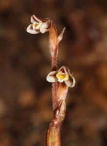 An upright orchid with two very small flowers that are brown with white tips.