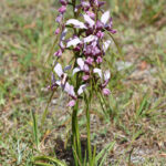 An upright orchid with multiple mauve coloured flowers.