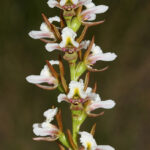 An upright orchid stem with many small whitish flowers.