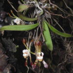 An orchid with unusually shaped flowers that are green with reddish-brown bars and long, narrow petals with flared tips.