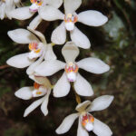 An orchid with multiple white flowers that have reddish stripes and yellow shading on the central petal.