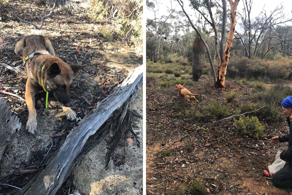 Two photos of two dogs outside in a forest. The dog on the left is a Belgian Malinois, and is crouched by a log. The dog on the right, a Labrador retriever cross, runs through the forest.