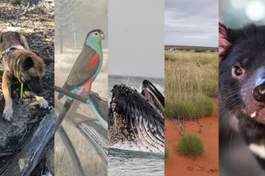 A collage of five photos: a dog, a painting of a parrot, a whale, spinifex grass and a Tasmanian devil