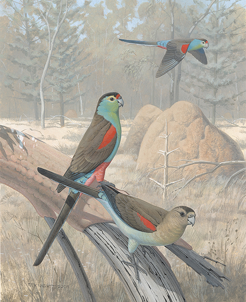 A painting of three now extinct Paradise Parrots