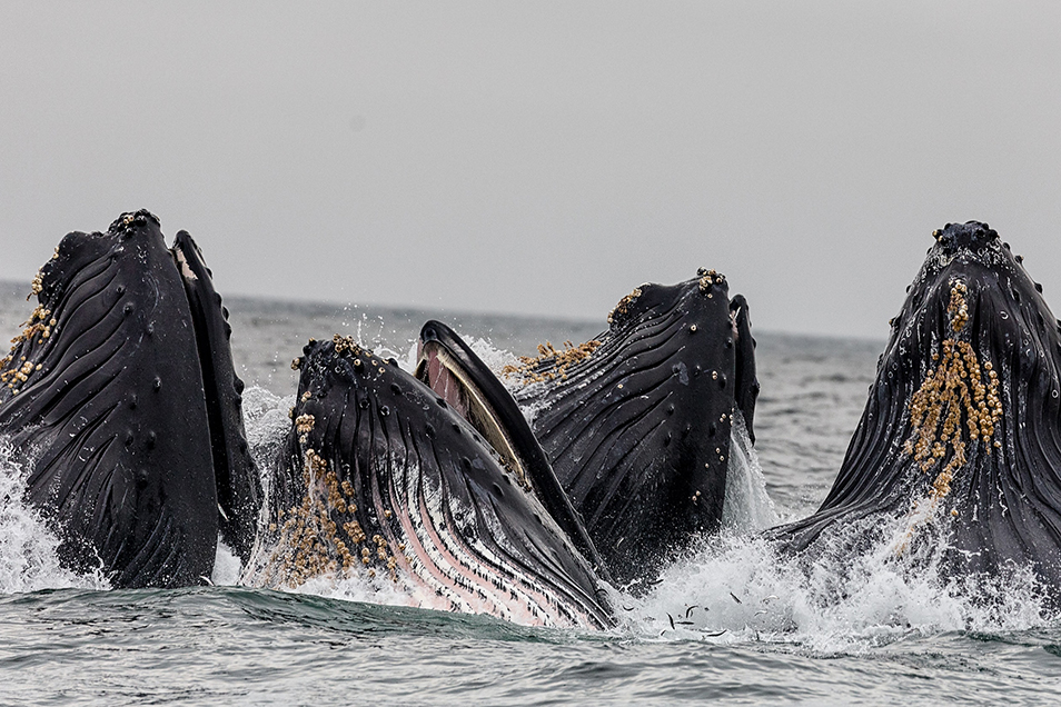 Four humpback whales, with their heads out of water and mouths open.