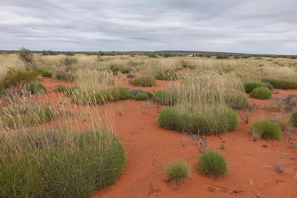 A red soil landscape with circles of spinifex grass dotted throughout.