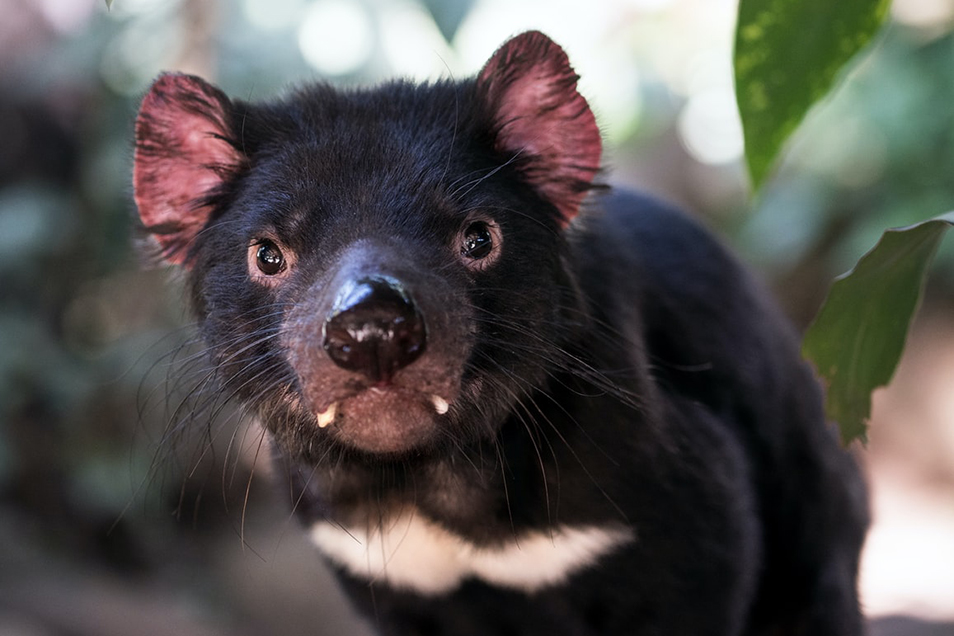 A Tasmanian Devil looking towards the camera.
