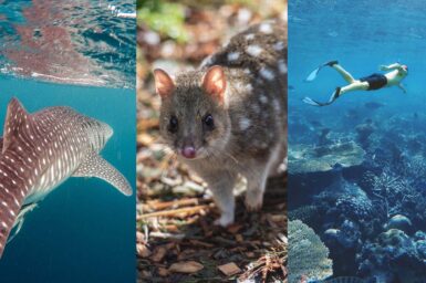 A collage of three photos: a whale shark's spotted back as it swims near the surface, a cute quoll, a swimmer snorkelling over a reef