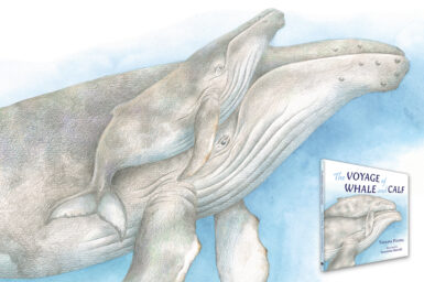 Watercolour and pencil illustration of a mother and calf humpback whale, and inset, the cover of 'The Voyage of Whale and Calf'.