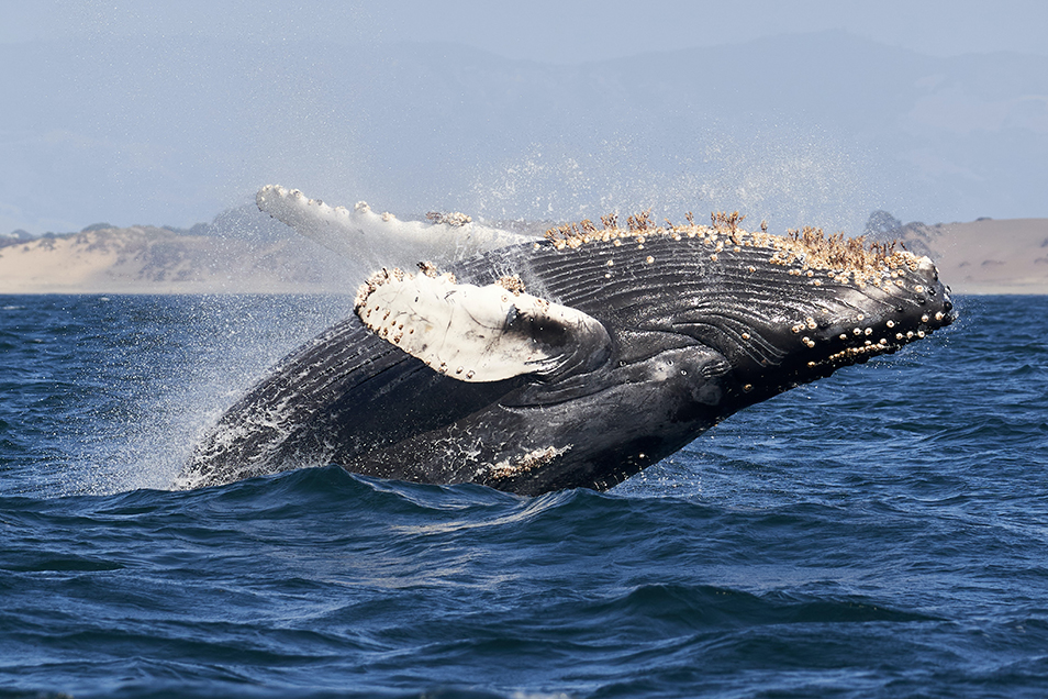 A Humpback whale jumping out of the water, it's belly pointed towards the sky. Barnacles dangle from their anchor points on the whale's chin.