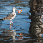 A seagull walking across wet sand, holding a snack packet in its beak.