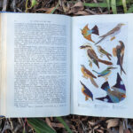Page 95 of An Australian Bird Book, featuring a beautiful plate of paintings of birds.