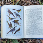 Page 164 of An Australian Bird Book, featuring a beautiful plate of paintings of birds.