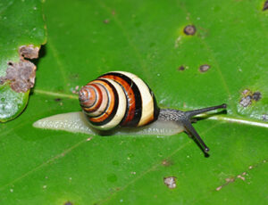 Steve Irwin’s Treesnail on a bright green leaf. The snail has a beautiful striped shell.