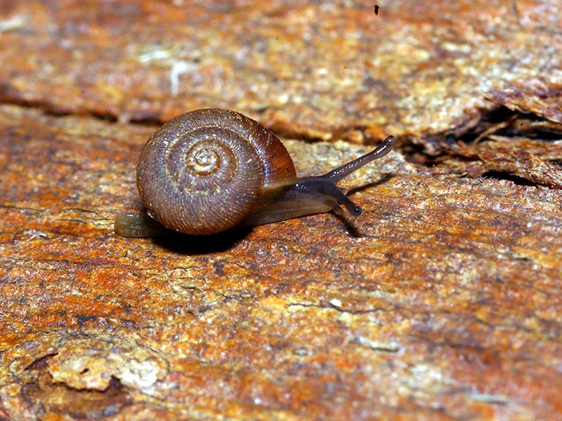 A Flinders Ranges Pinwheel Snail sitting on bark.
