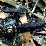 An Otway Black Snail in leaf litter. The snail's body and shell is black.