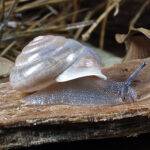 A Central Ningbing Lip-ridge Snail, which has a pearly shell and almost translucent body.