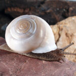 A Coastal Plains Spinifex snail with a brown body and white shell, sitting on pink rock.