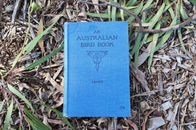 A book with a simple blue cover lies on a bed of fallen eucalypt leaves.
