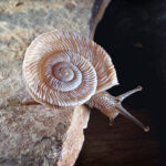 A Keeled Spinifex Snail that is beige coloured but has a unique flat shell.