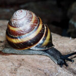 The Mitchell’s Rainforest Snail which has a brown and beige striped shell.