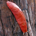 A Red-triangle Slug sits on a tree trunk.