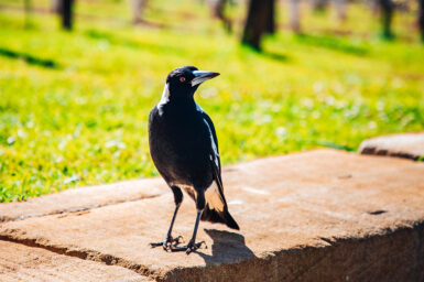 A magpie on a wall outside