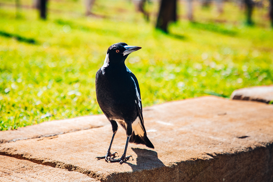 A magpie on a wall outside, looking at the camera with its head cocked.