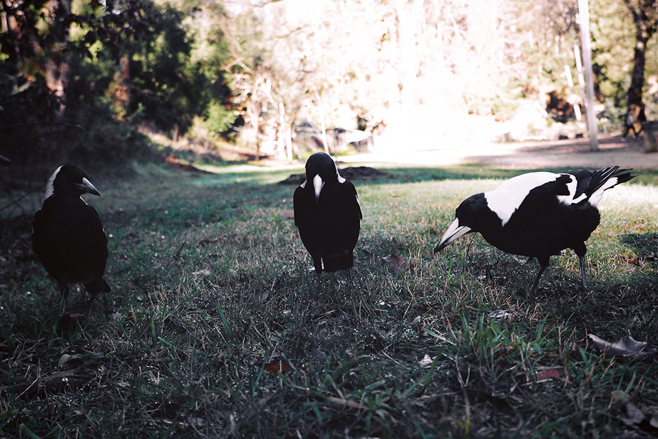 A group of magpies foraging in grass