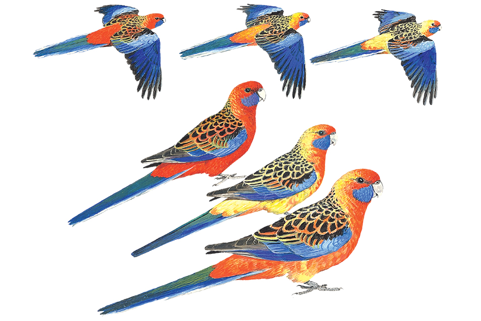Paintings of three rosella subspecies in standing and flying positions, showing colour variation from red to mainly yellow.