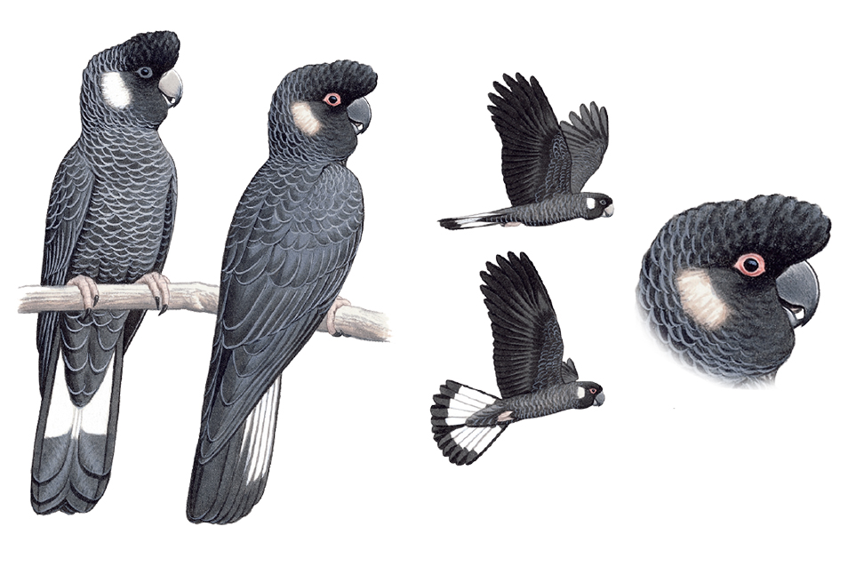 Paintings of female and male Carnaby's Black-cockatoos flying and perching on a branch, as well as a close-up of the male's head.