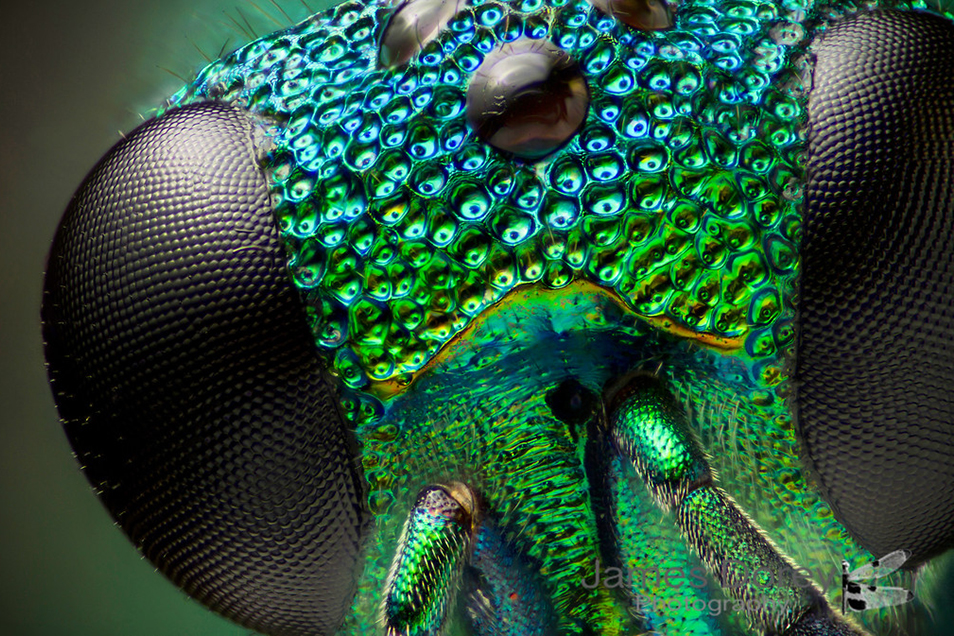 Macrophotograph of the head of a Cuckoo wasp, which is a striking iridescent blue and green.